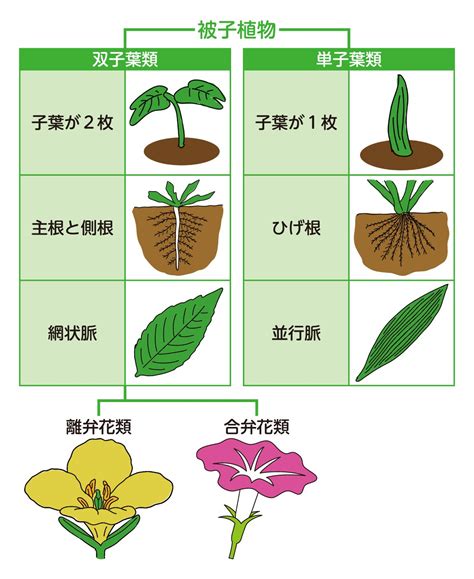 花 種類|花のデータベース